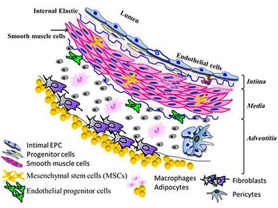 The Impact of Natural Antioxidants on the Regenerative Potential of Vascular Cells